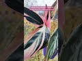Ктенанта Оппенгейма триколор- варієгатна рослина із примхливих #кімнатнірослини #кімнатніквіти