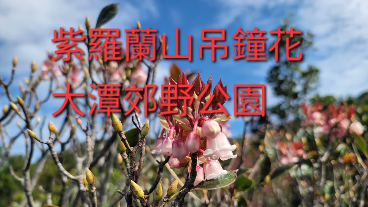 2026.1.26: 紫羅蘭山 吊鐘花 大潭郊野公園