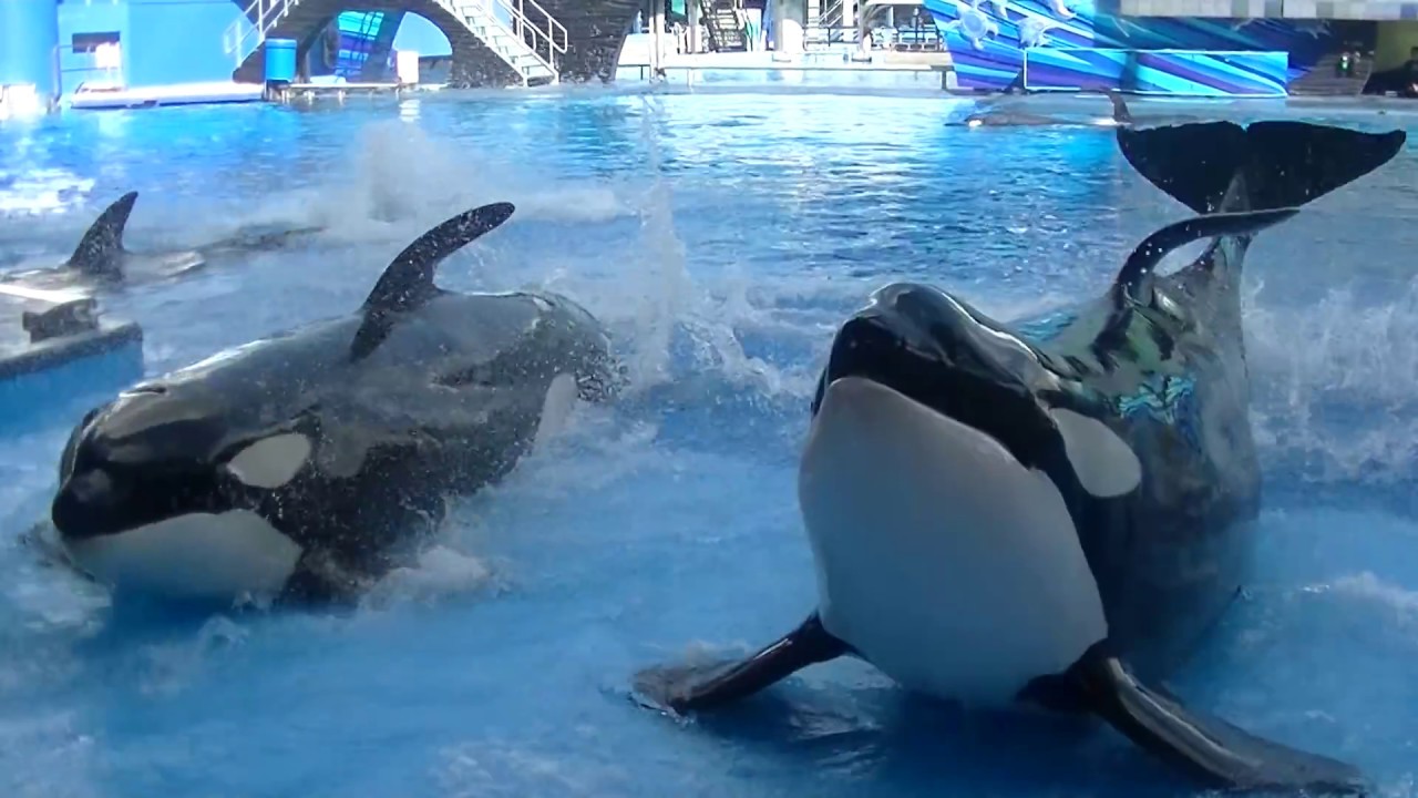 Orca Experience (after DWPW) January 22, 2018 - SeaWorld Orlando - YouTube
