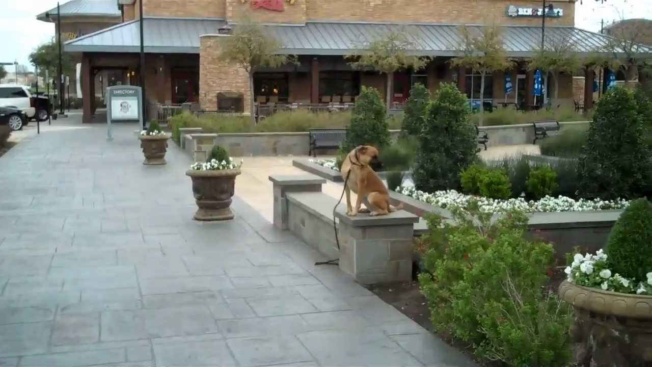 Flower Mound dog training | Redeeming dogs | Zurie - black mouth yellow cur | Tod McVicker trainer puppy training crate schedule