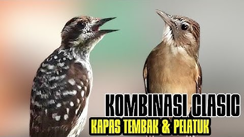 KOMBINASI MASTERAN BURUNG ‼️KAPAS TEMBAK-PELATUK SAMPIT