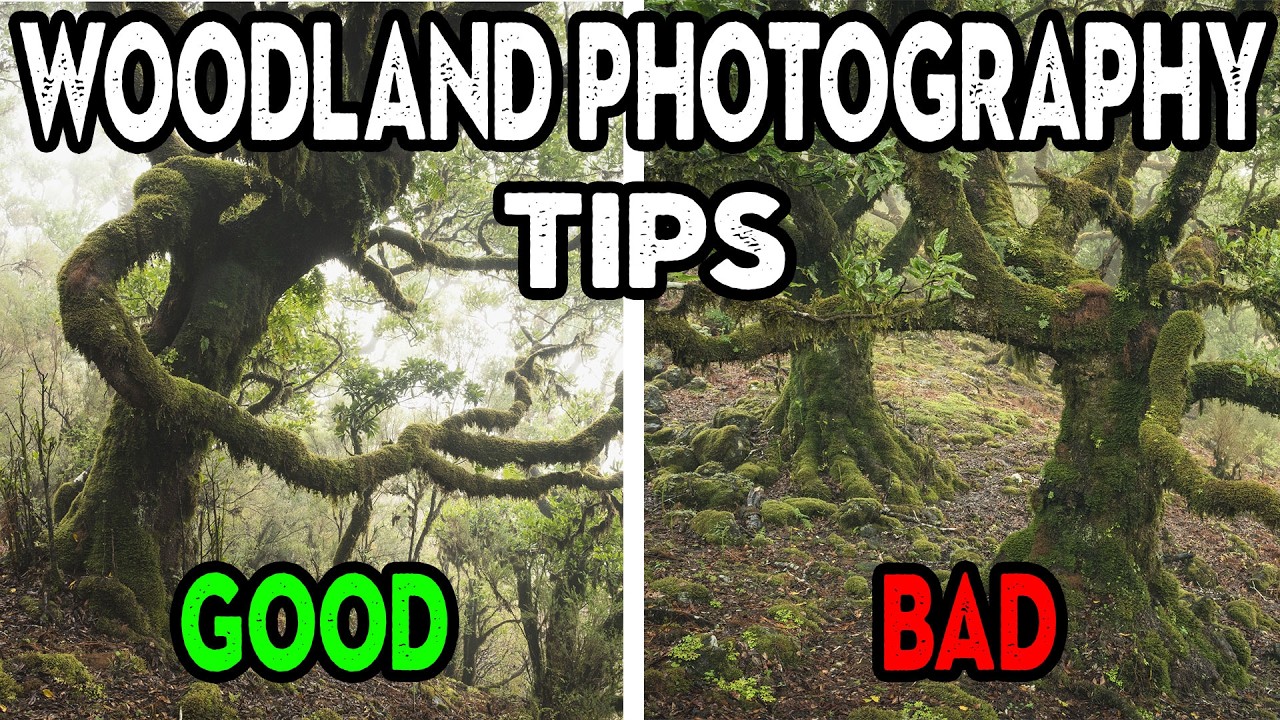 Woodland Photography Tips (composition review)