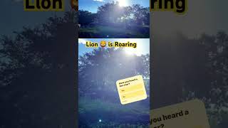 Lion Roaring! Can You Hear It? #shorts #lion #roar #nature #safari