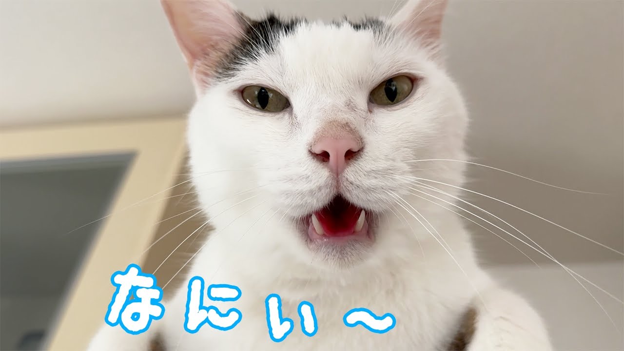 冷蔵庫の上で甘えるおしゃべり猫チロさん - YouTube 