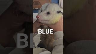 Can I Keep This? #Opossum #Animals #pets Can I Keep This? #Opossum #Animals #pets