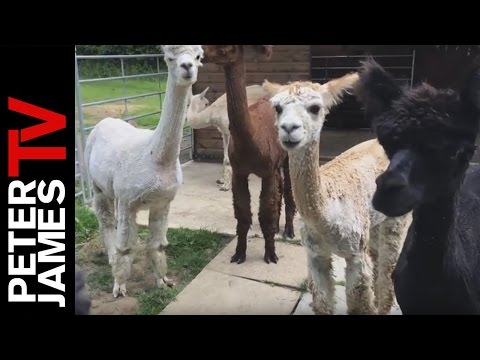 Video: Hari Pencukuran Di Peternakan Untuk Alpacas