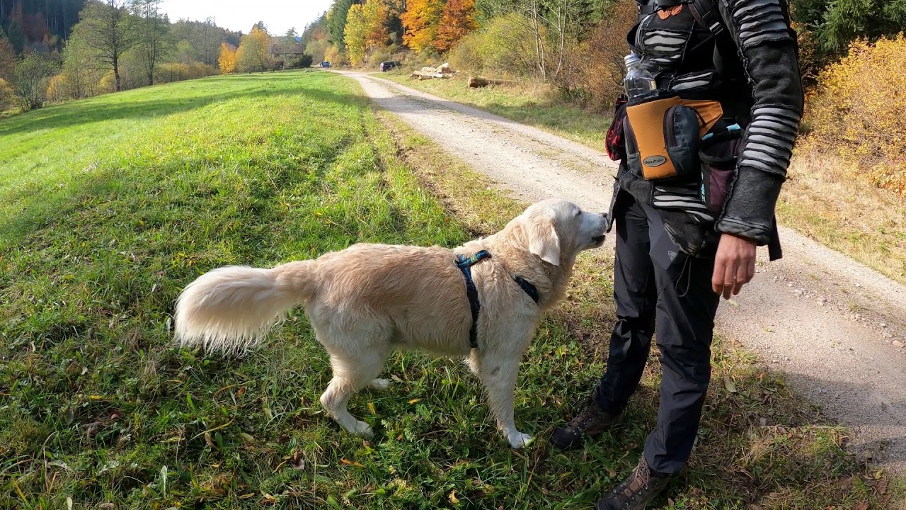 Langenbachtal im Schwarzwald - mit Marley am Nationalpark Schwarzwald