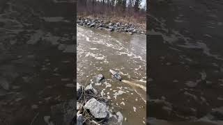 Hardcore rafting #rcboat #proboat #rcjet #rcjetboat #eskyrc #rcadventure #yeg #canada #fyp #rcfun