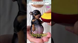 This poor little puppy #animals