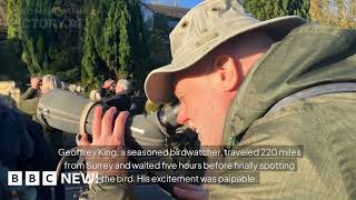 Crowds flock to quiet street to spot rare bird