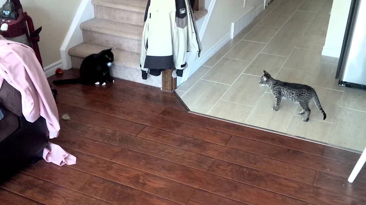 Watch the video about F2 Savannah playing