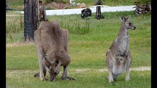 Kangaroos are not smart