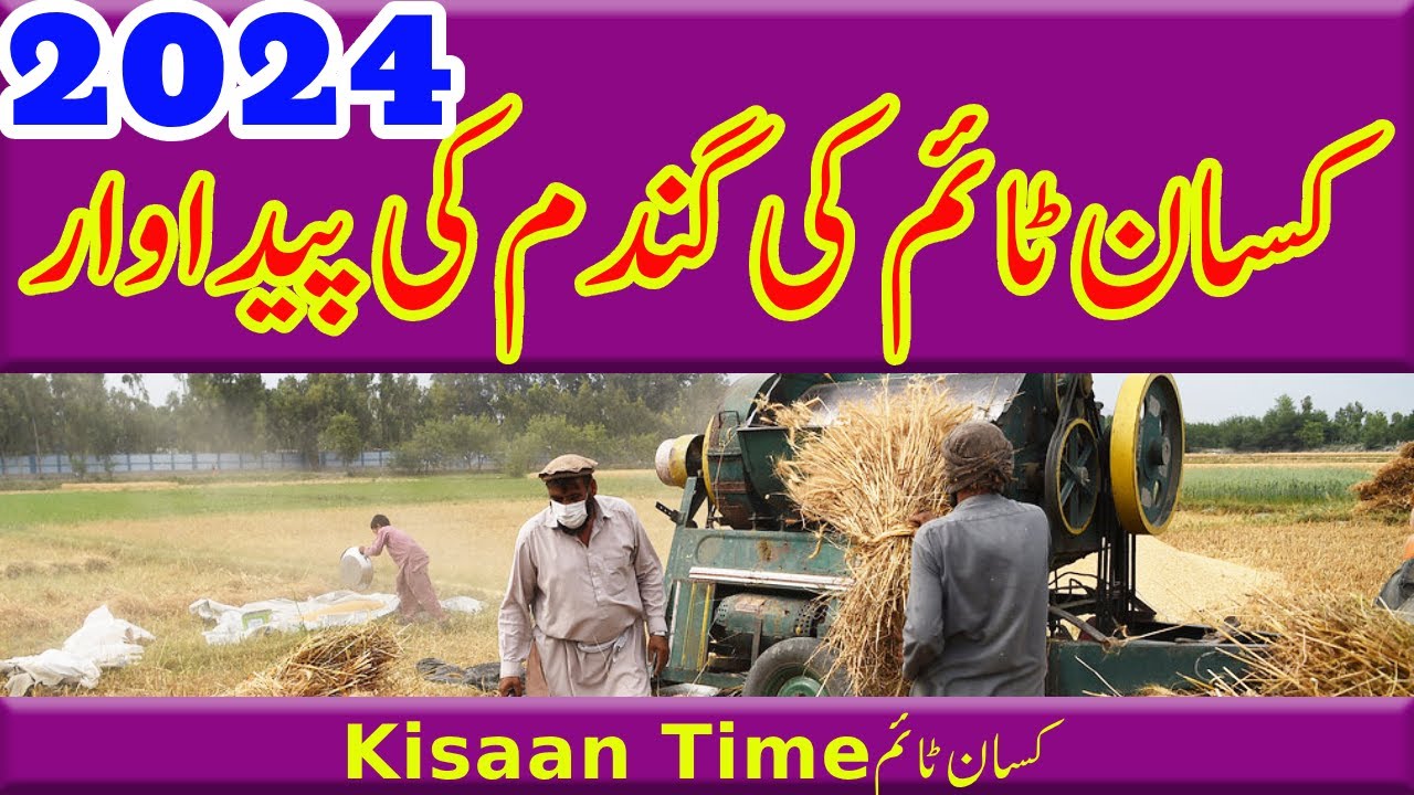 Kisan Time wheat average per acer کسان ٹائم کی گندم کی فی ایکڑ پیداوار کیا رہئ