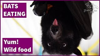 Flying Fox Tries Wild Native Fruit Bonnie Discovers Cluster Figs