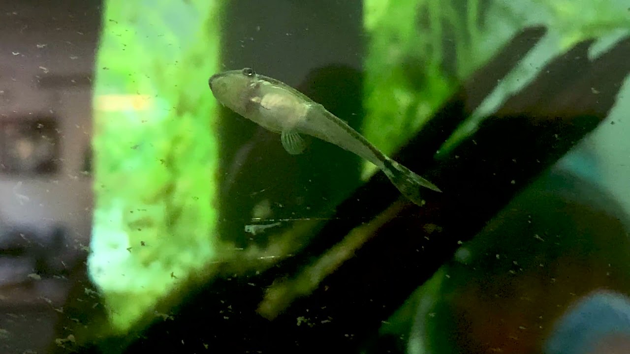 Otocinclus Fry