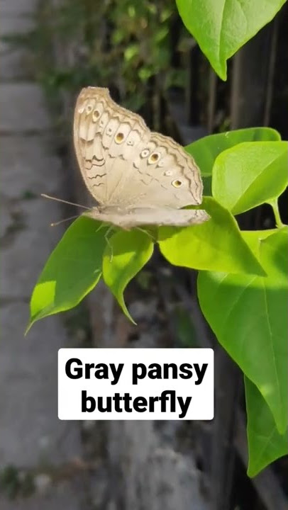 Gray pansy butterfly