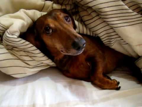 funnyvideos #cachorrosengraçados #cachorro #engracado #pet #tentenãor