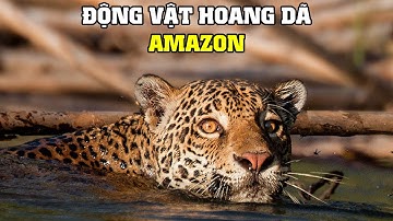 Amazon Hoang Dã Nhất [REPLAY] | Khám Phá Thế Giới Động Vật Hoang Dã
