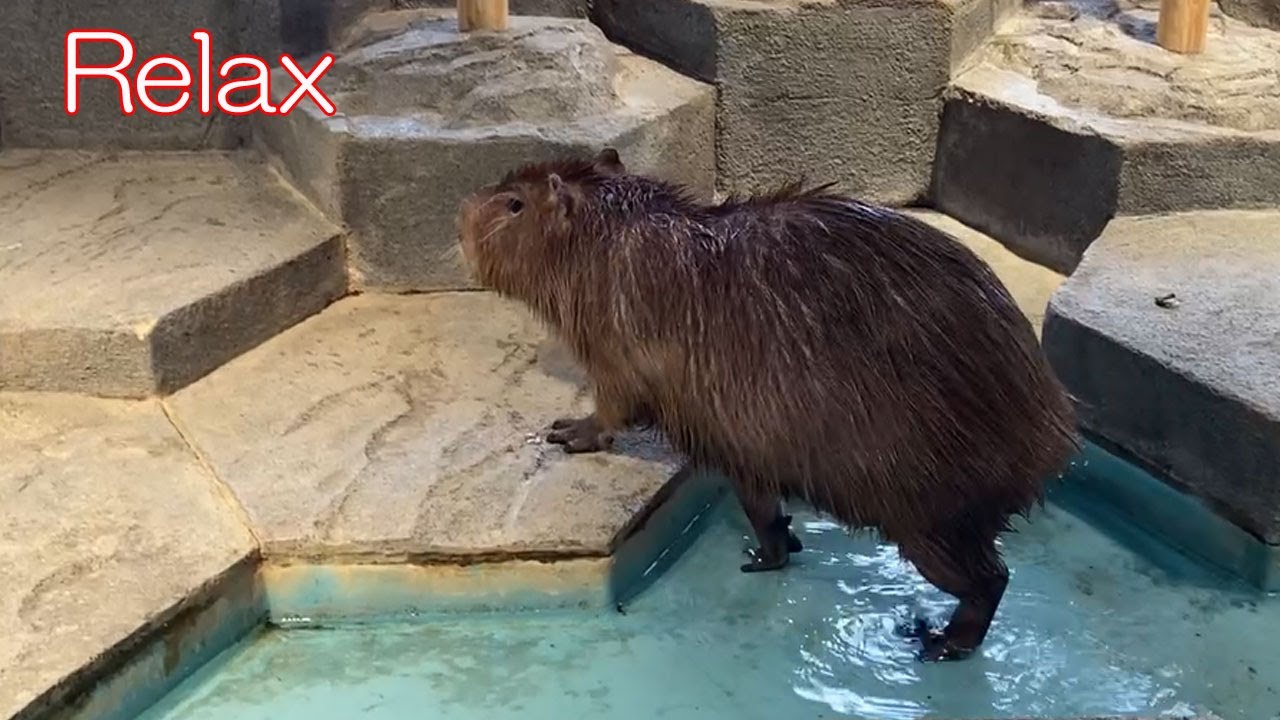 カピバラの哀愁 哀愁 カピバラ劇場 Sorrowful Capybara Theater - YouTube