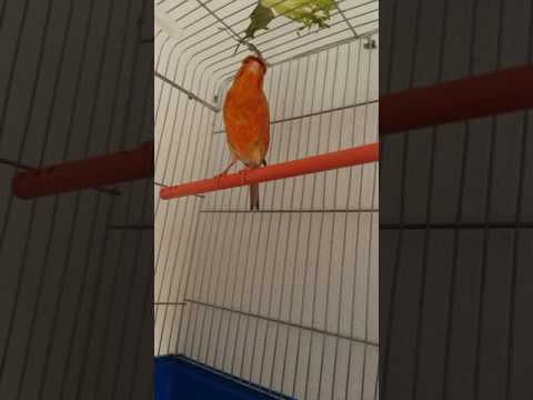 اروع تغريد الكناري المشمشي المميز لتحفيز الذكور