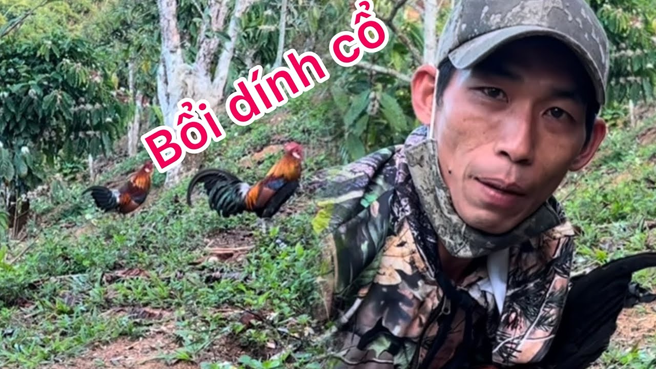 Bẫy gà rừng - bổi về dí bằng có mém toang-phương lee TV