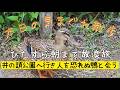 【作業向け配信】秋葉原→吉祥寺ルートの朝まで歩き続ける散歩【東京散歩】| Walking Tokyo
