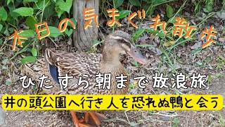 【作業向け配信】秋葉原からスタートし朝まで歩き続ける散歩【東京散歩】| Walking Tokyo