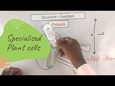 Specialised Plant cells ~ GCSE Biology Paper 1