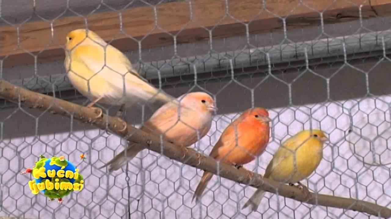 Emisija Kućni ljubimci  19 1345 23 04 2016  Tukani