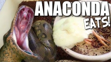 MY ANACONDA FINALLY ATE A LIVE CHICKEN!!! | BRIAN BARCZYK