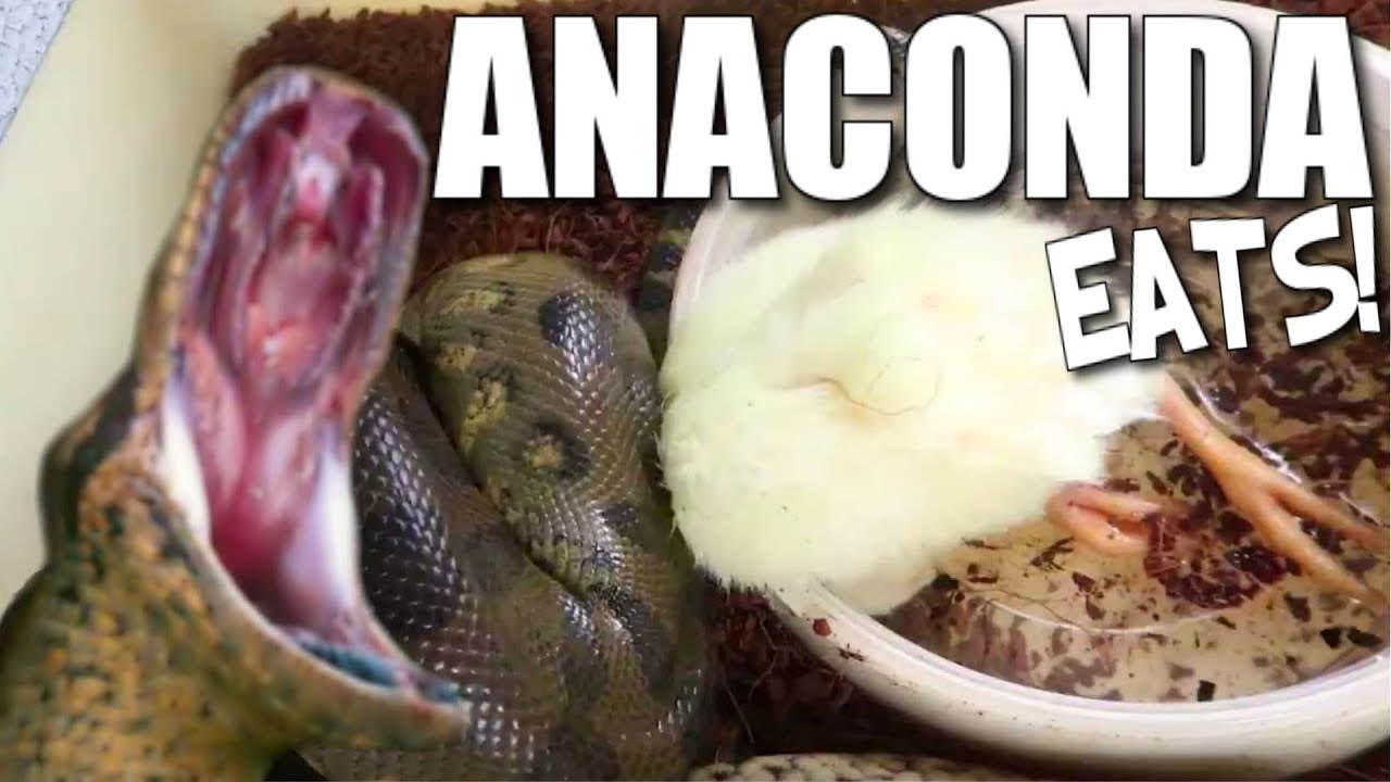 vlogs in spanish MY ANACONDA FINALLY ATE A LIVE CHICKEN!!! | BRIAN BARCZYK