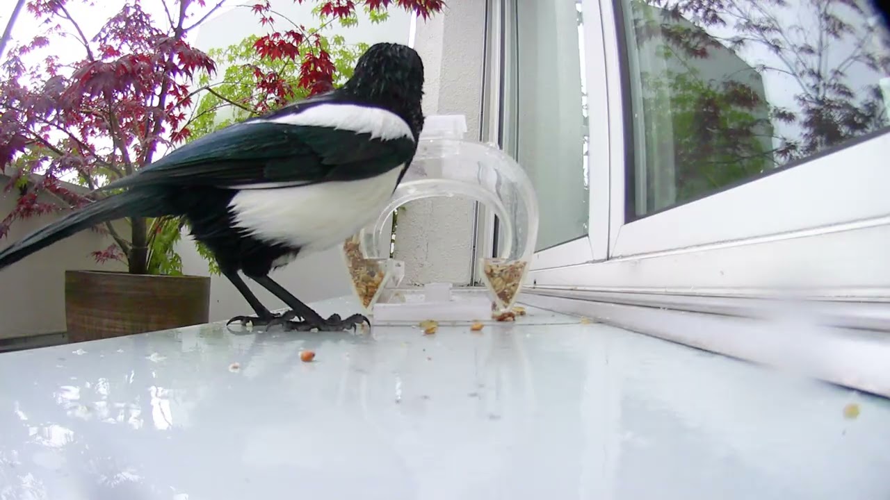 Magpie Eats But Stays Alert | Bird Cam 