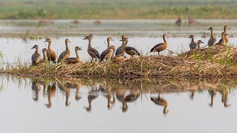 Lesser Whistling Duck Sound Video Relaxing Music with Nature Sounds বালিহাঁস পাখির ডাক