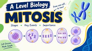 Mitosis |A Level Biology |Stages,Key Events & Cell Division #alevel #biology #mitosis #celldivision