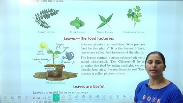 Chapter 6 Leaves of Plants | EVS Class 3