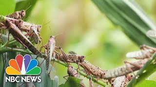 Swarm Of Locusts Threaten Livelihood Of Millions In African, Asian And Middle Eastern Countries