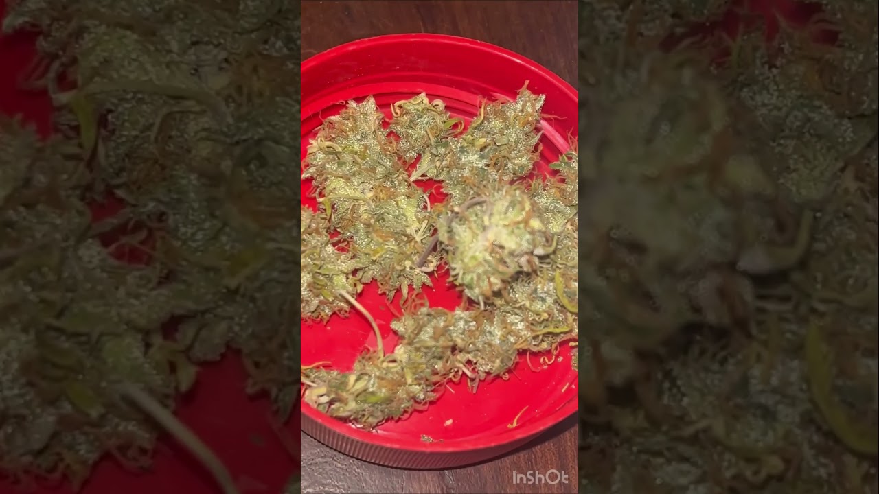 Resultado de la primera cosecha🙌🏻  Auto Power Plant de Ojitos Rojos