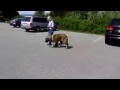 Dog Training - Newport, RI: Can Leash Aggression Be Cured Part 2 Dog Training - Newport, RI: Can Leash Aggression Be Cured Part 2