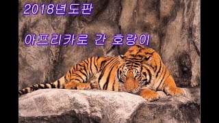 2018년도판 아프리카 간 호랑이 그 이후...