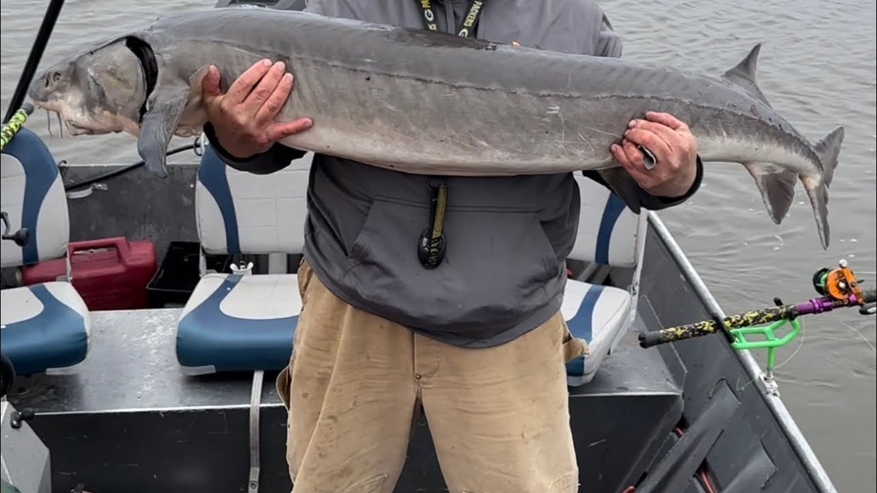 Giant Mississippi River sturgeon epic battle! YouTube