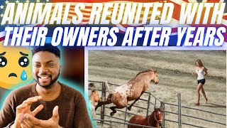 🇬🇧BRIT Reacts To ANIMALS REUNITED WITH THEIR OWNERS AFTER YEARS!
