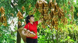 How to Harvest Tamarind, goes to the market sell  Harvesting and Cooking | Tieu Vy Daily Life