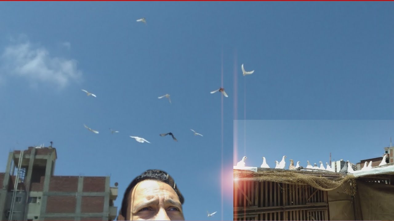 طريقة نش الزغاليل في الغيات الواطيه بين العماير واحلى كلام - الجزء الثاني