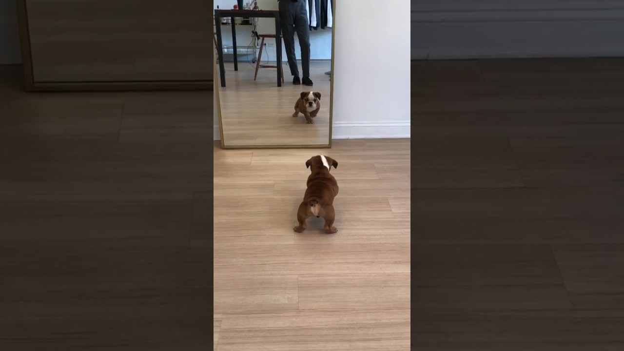 mirrors justin timberlake Puppy Scared of Reflection