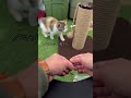 【切り抜き】うみ の爪とぎ 買ってみた。#愛猫 #元保護猫 #猫 #子猫 #猫グッズ