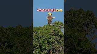 amagon jungle😱😱😱😱 #amazon #facts #amazonjunglekarahasya
