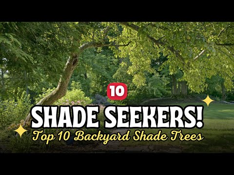 Video: Shade Loving Trees - Aflați despre copacii care cresc la umbră