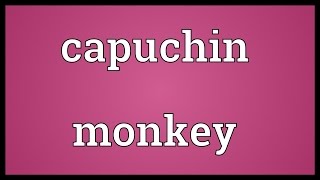 Career Overview Capuchin monkey Meaning