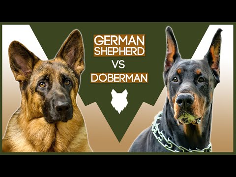 GERMAN SHEPHERD VS DOBERMAN