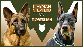 GERMAN SHEPHERD VS DOBERMAN